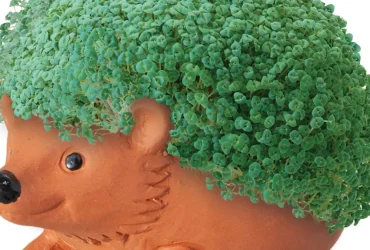 ¡¿Película de Chia Pet?! ¡Derechos adquiridos!